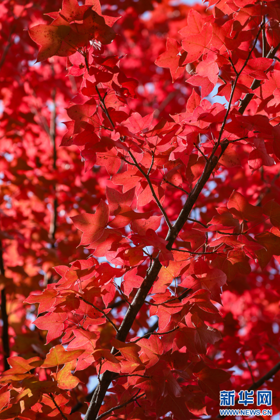 微信图片_2025-11-11_161209_499