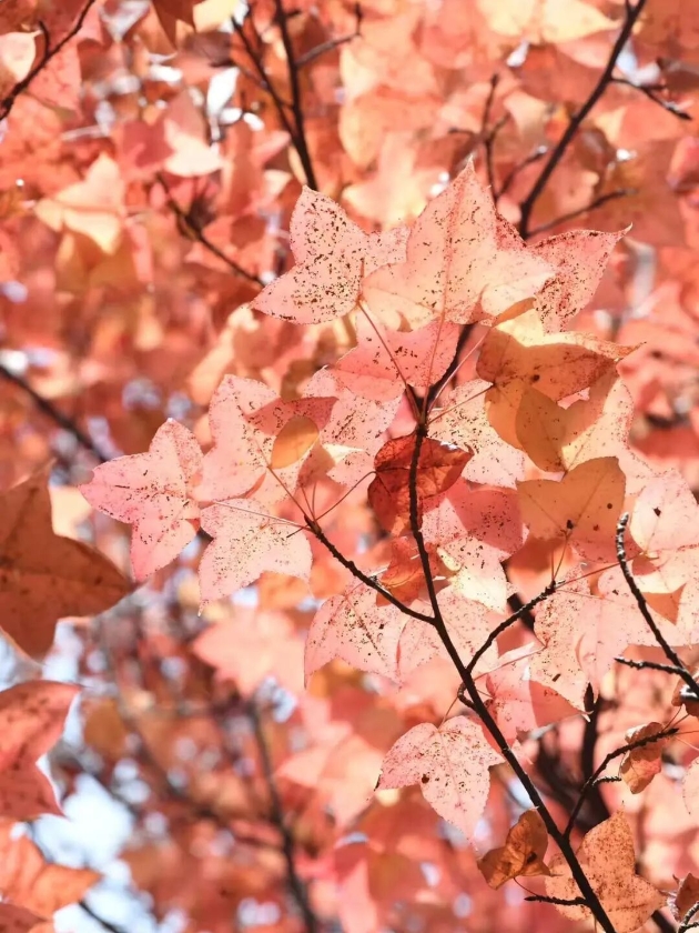 微信图片_2025-11-11_161352_560