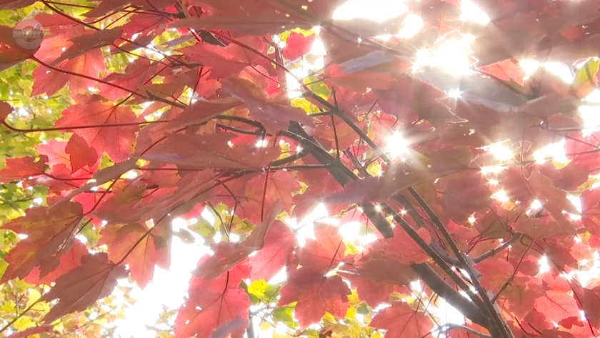 微信图片_2025-11-11_161524_312